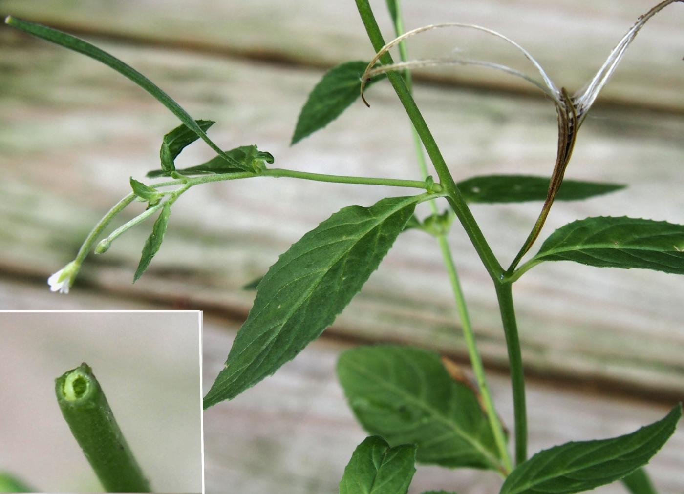 Willow-herb, Square-stalked leaf